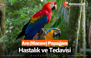Ara (Macaw) Papağanı