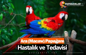 Ara (Macaw) Papağanı