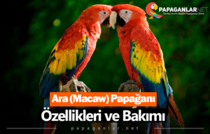Ara (Macaw) Papağanı