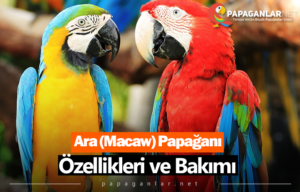 Ara (Macaw) Papağanı