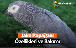 Jako Papağanı