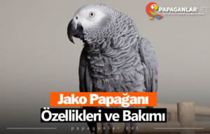 Jako Papağanı
