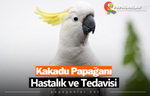 Kakadu Papağanı Hastalık ve Tedavisi