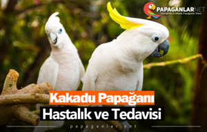 Kakadu Papağanı Hastalık ve Tedavisi