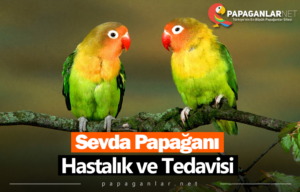 Sevda Papağanı