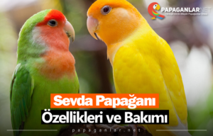 Sevda Papağanları