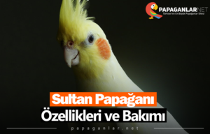 Sultan Papağanı