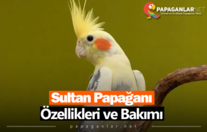 Sultan Papağanı