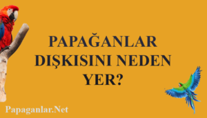 papagan-diskisini-yiyor