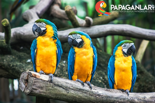 macaw papagani cinsiyert belirleme bakim beslenme
