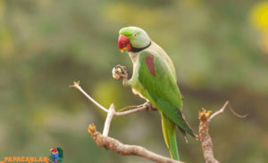 papağanım dışkısını yiyor