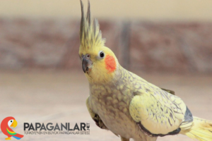 sultan-papagani-hastalik-ve-tedavi