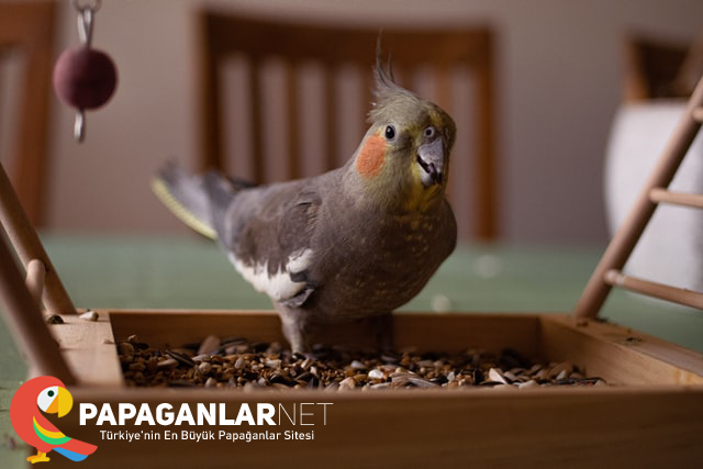 sultan papagani özellikleri