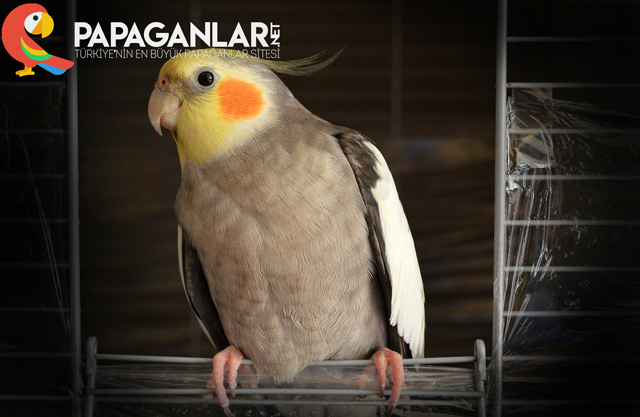 pearl sultan papağanı