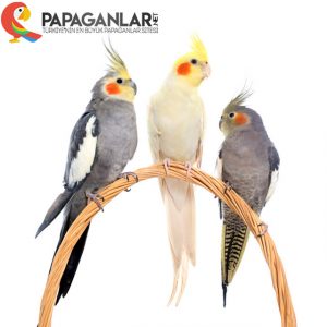 sultan papağanı yumutası boş çıkıyor