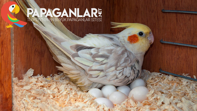 sultan-papagani-yumurta