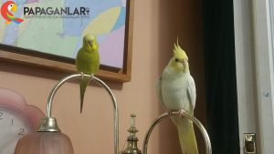 sultan papağanı tüy dökümü